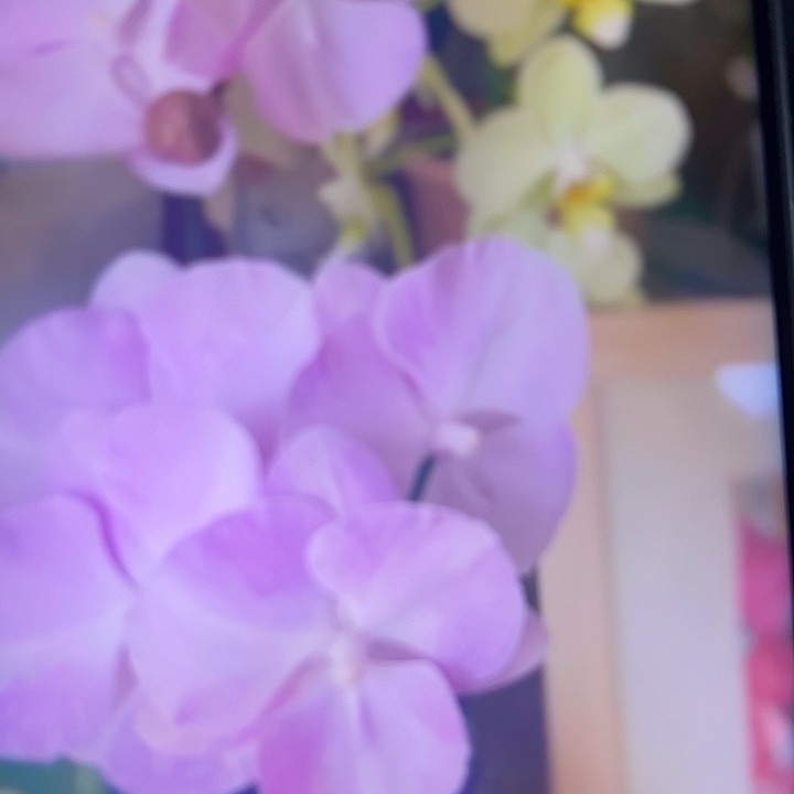 蝴蝶兰粉曼一代2.5苗