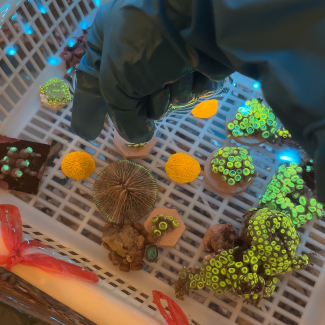 姜***号奶嘴海葵飞盘11111111