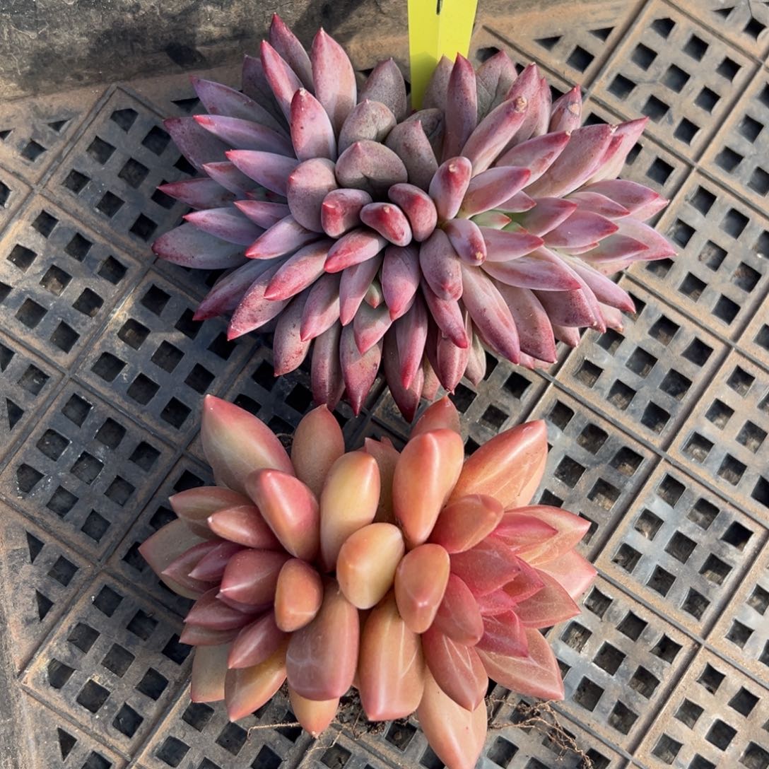 1214359 车里子 迷雾泡泡美人两颗福利