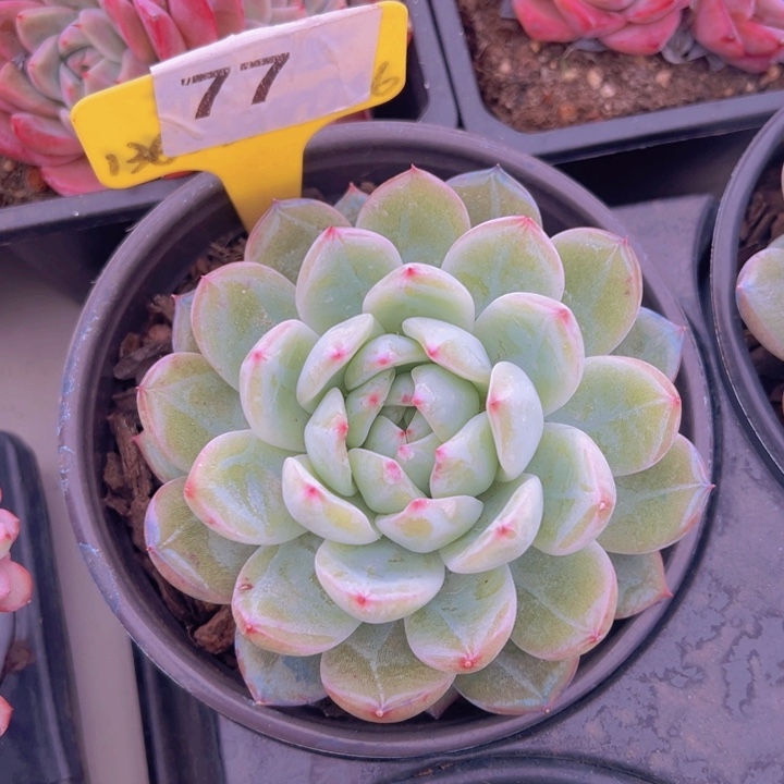 健健康康平平安安