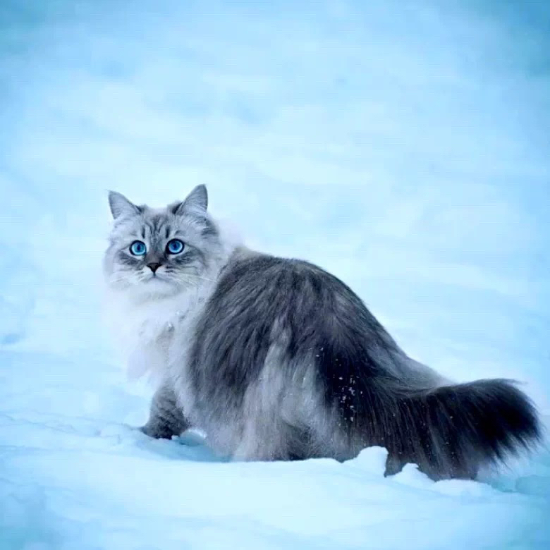 西伯利亚森林猫幼猫纯种巨型挪威森林猫涅瓦色长毛缅因活体宠物猫