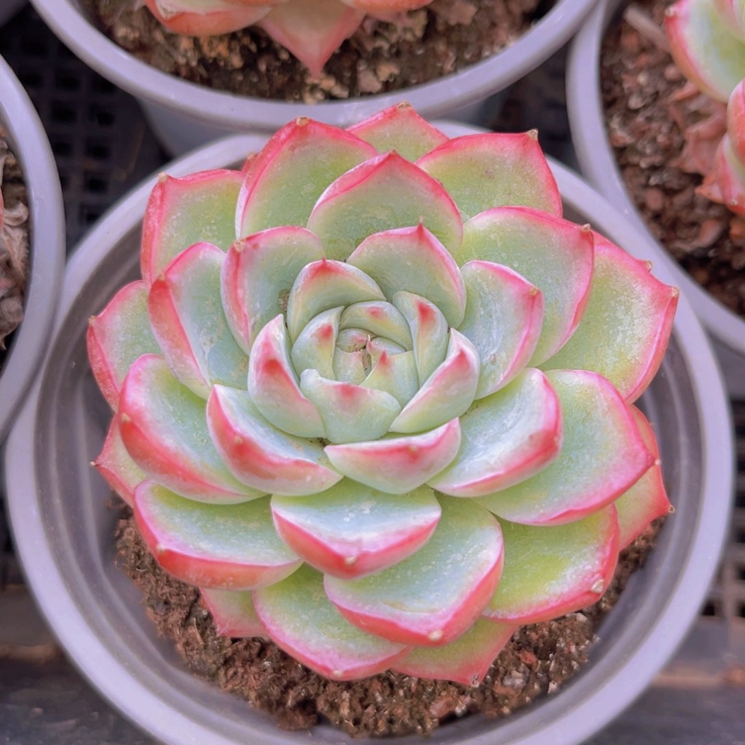 水晶玫瑰898888888