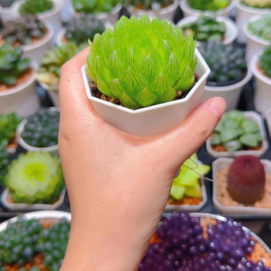 水晶掌玉露，白盆