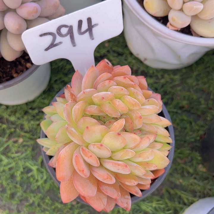 健健康康平平安安