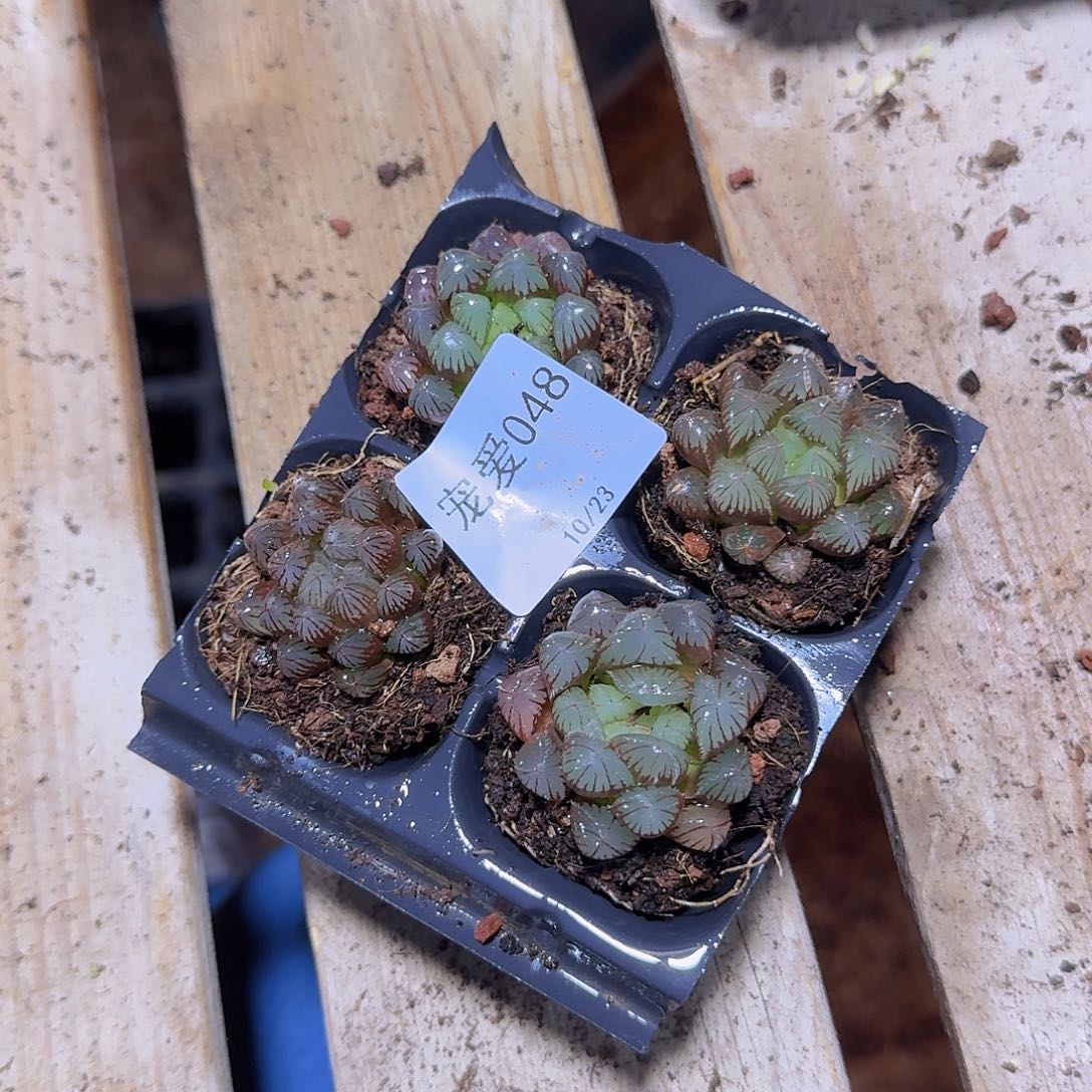 直播福利一物一拍048