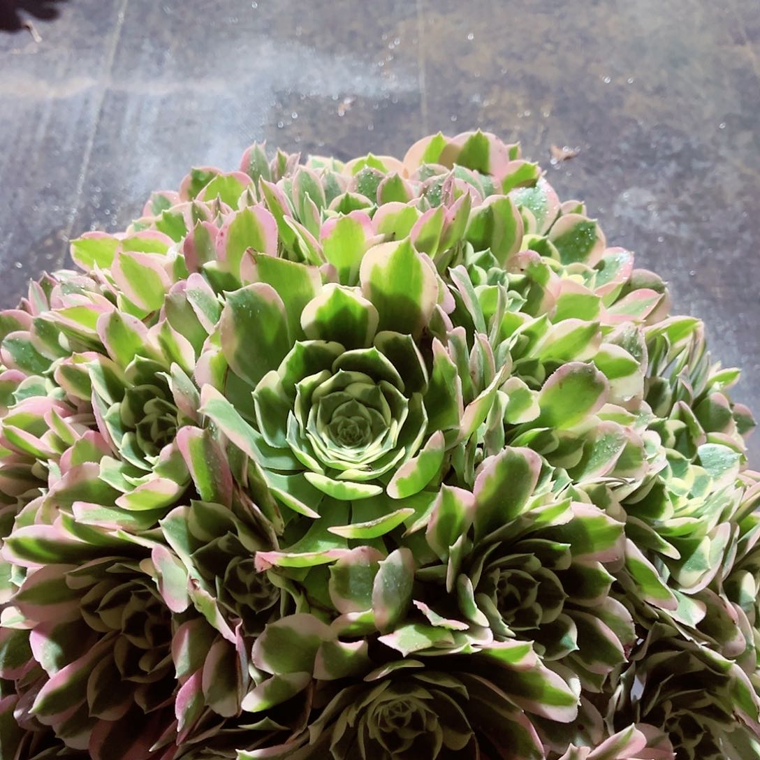 白凤法师多肉植物