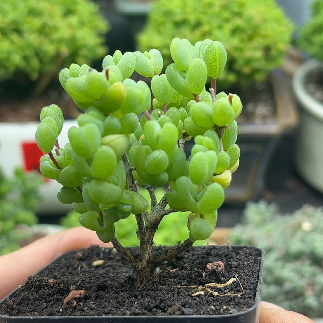 40元宝优选枝干番杏