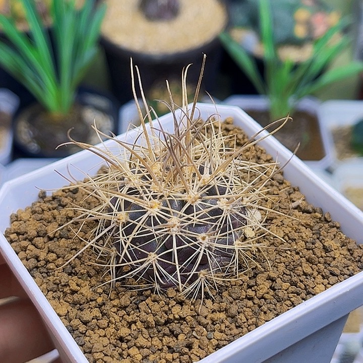 狂刺球红刺盛阳丸实生球3.3公分