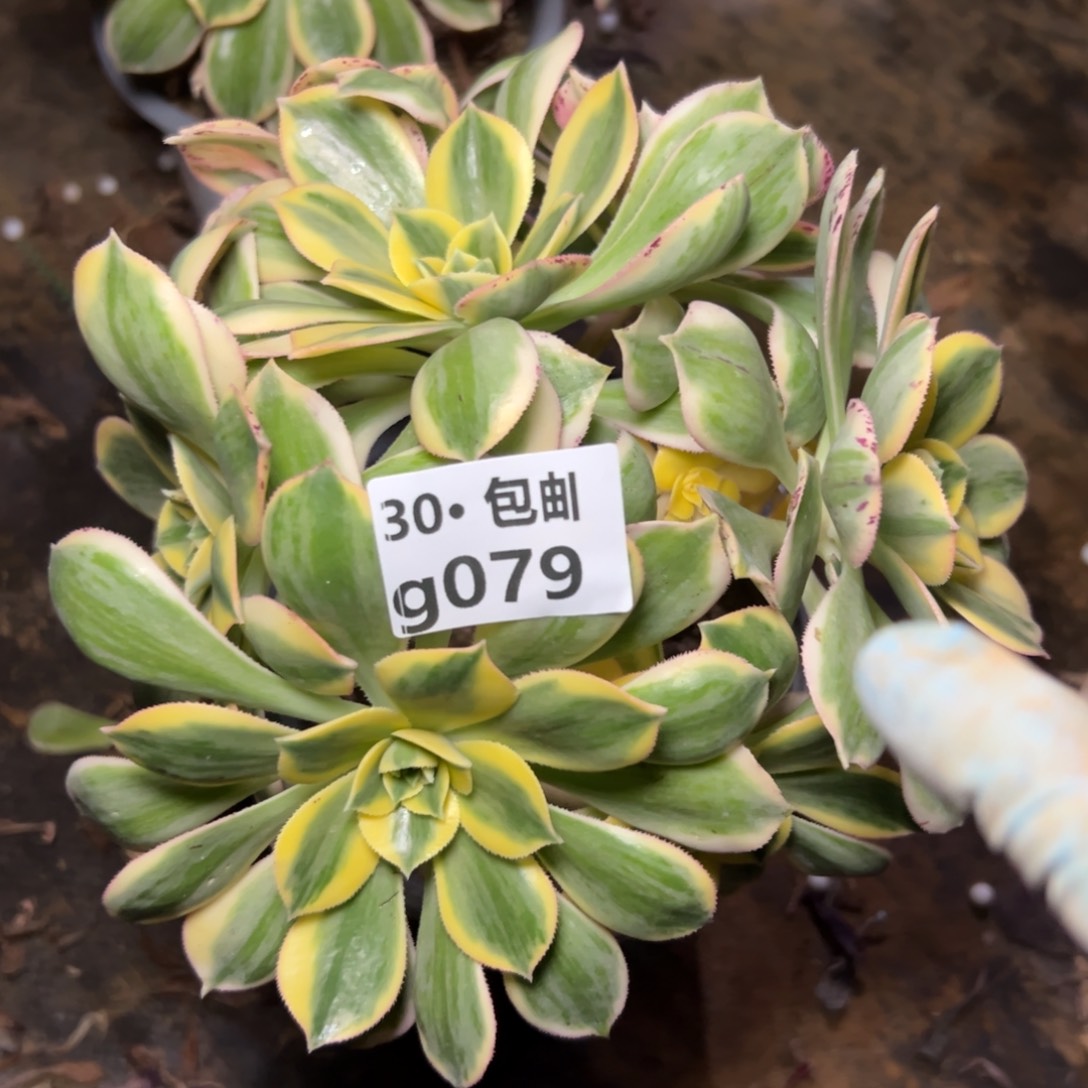 079灿烂多肉法师