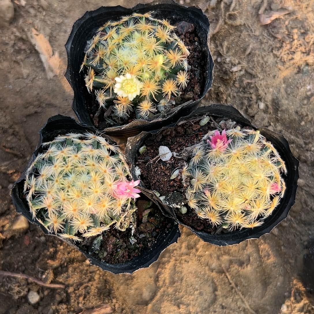 多肉植物三颗明星