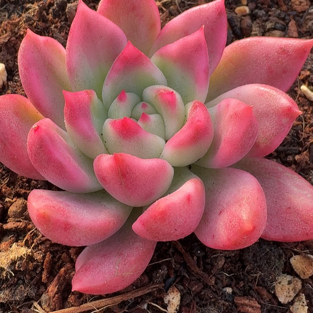 厚叶珍妮一物一拍