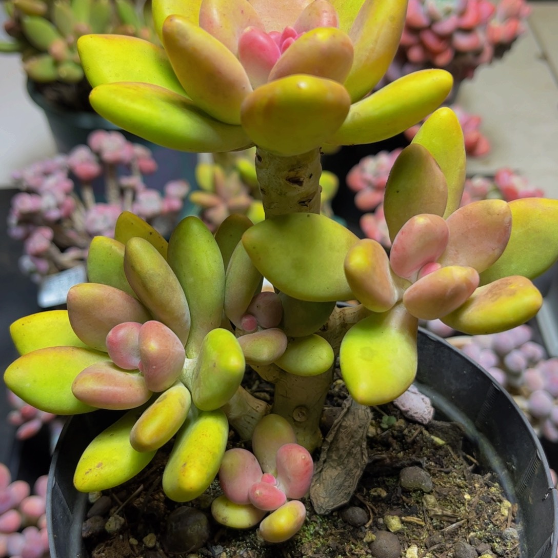 273芒果奶13厘米多肉