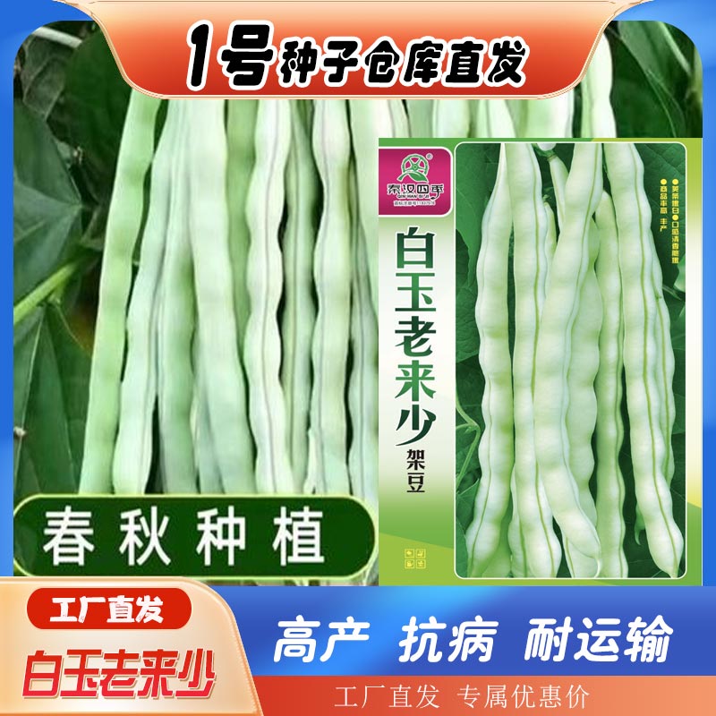 摘不败白不老九粒白芸豆种子苗秧四季豆种籽豆角架豆大全蔬菜孑