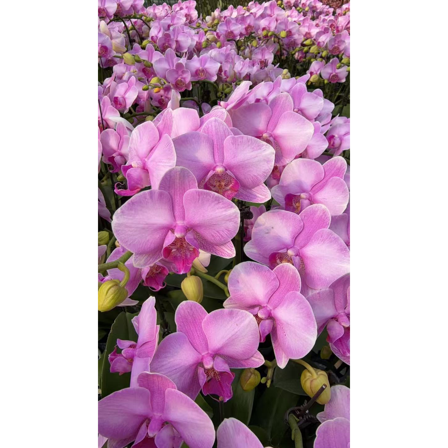 【月亮公主】蝴蝶兰紫色中花带花带花苞室内绿植花卉耐开耐养