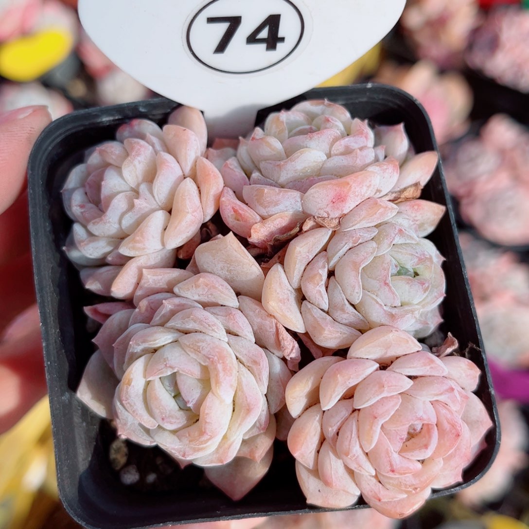 74号小老桩玉凝群