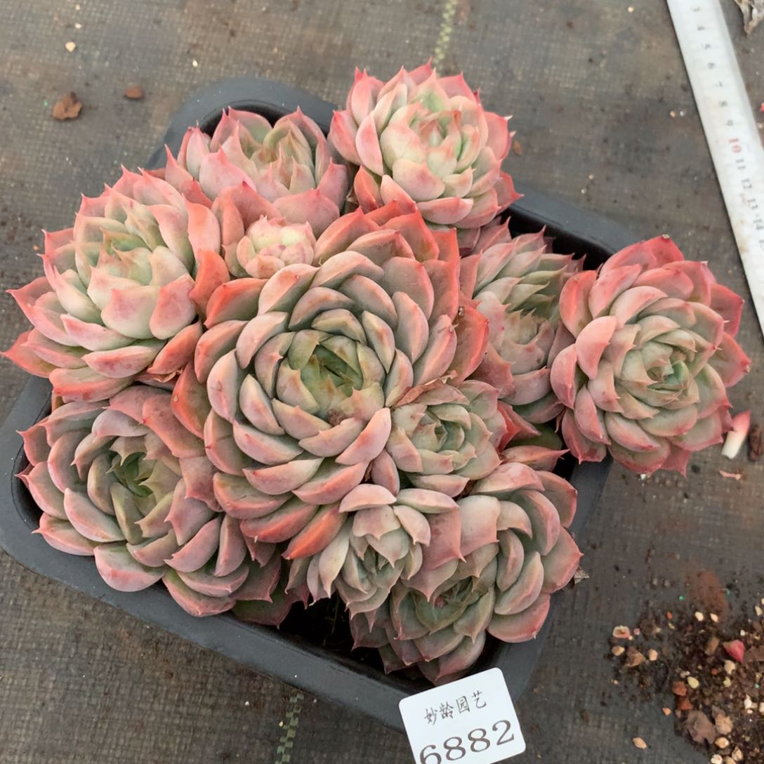 6882杂交多肉植物
