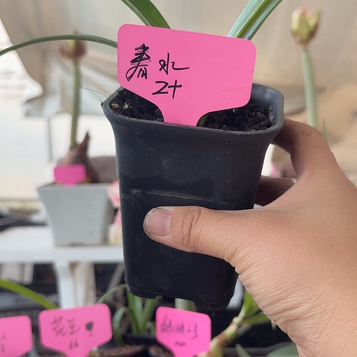 无花朵春水朱顶红直径2cm