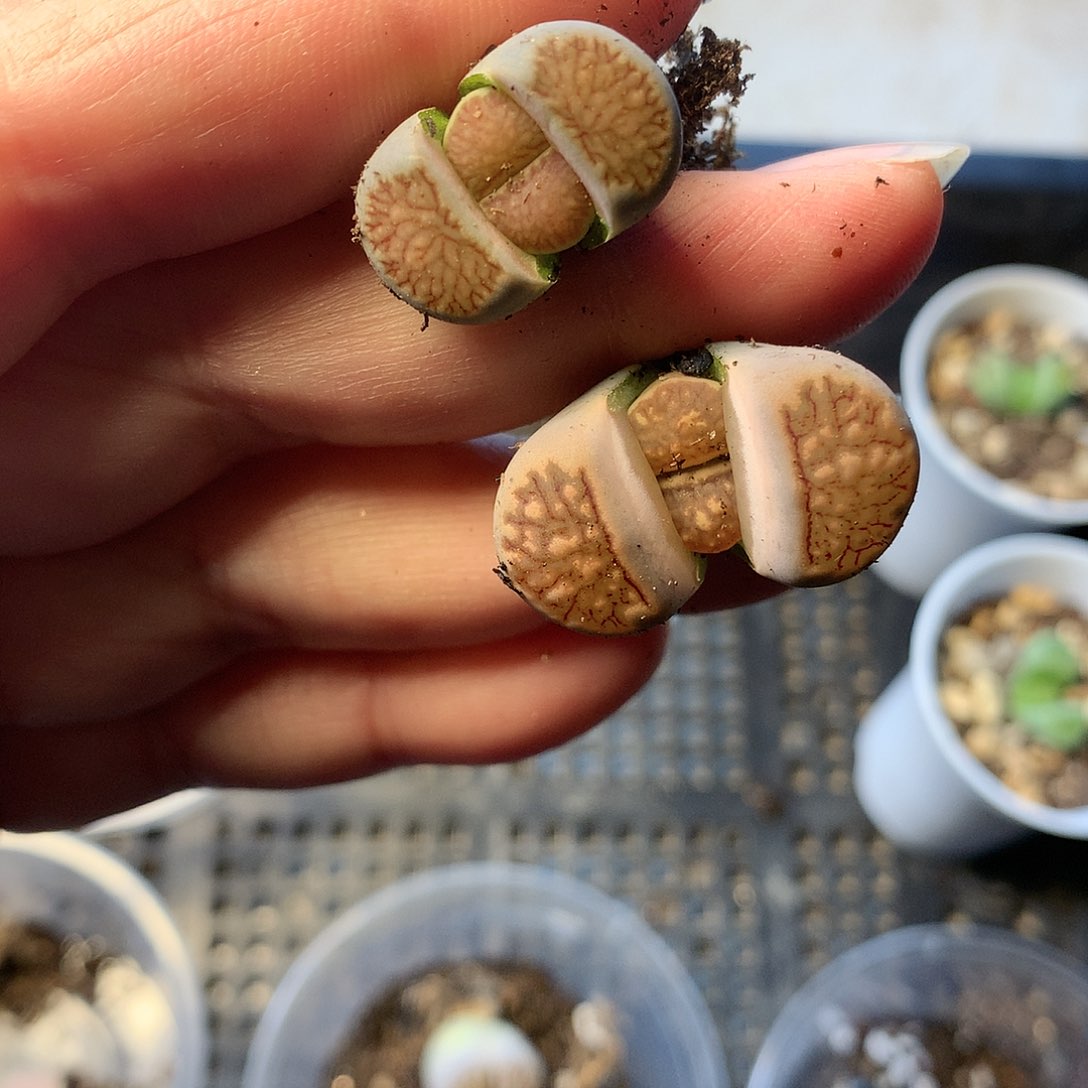 E90多肉植物保护研究所