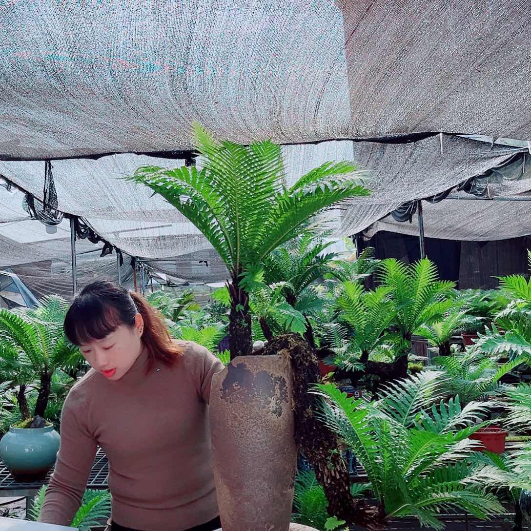 视***彭无花朵精品富贵蕨盆景