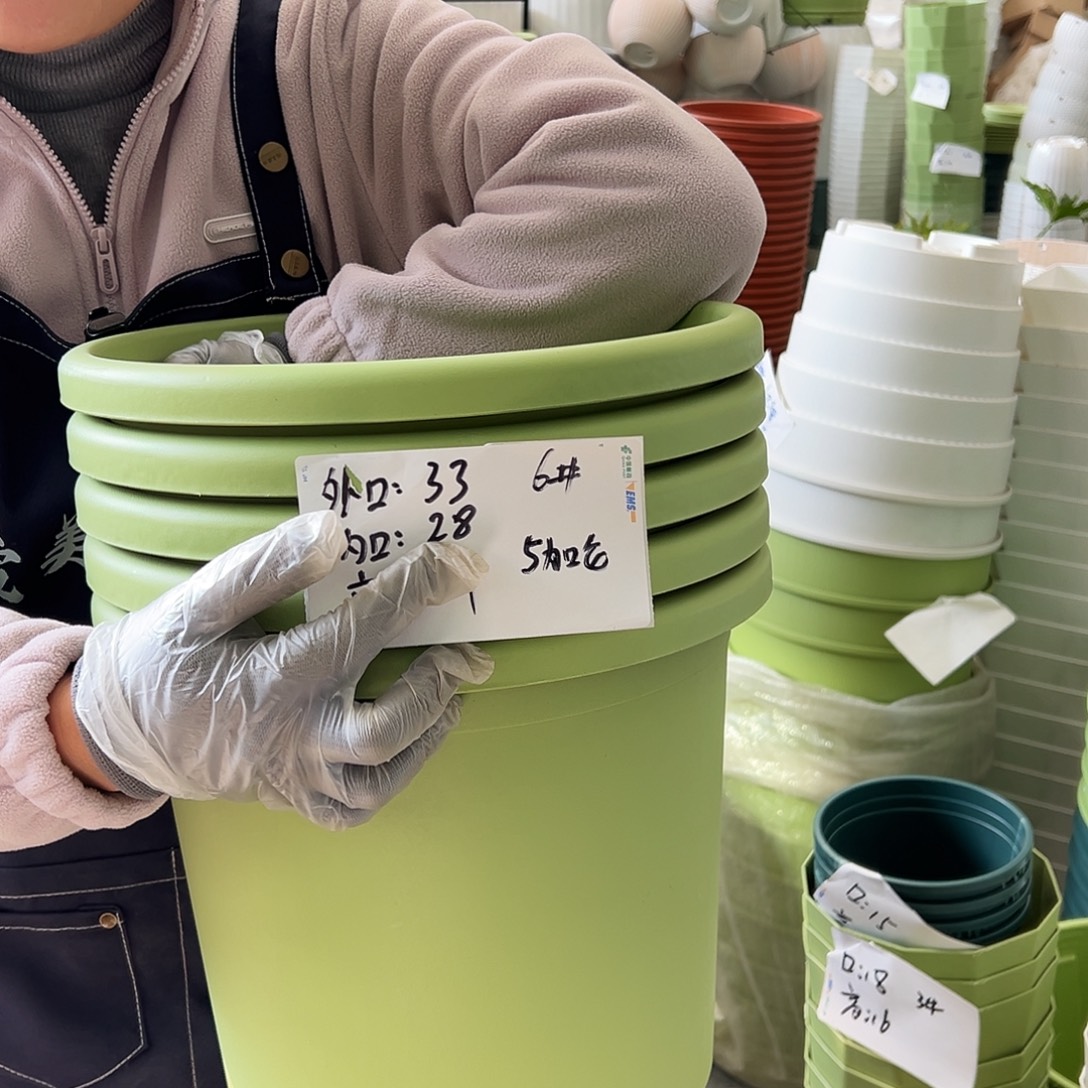 四季盆6#果绿色5个无托