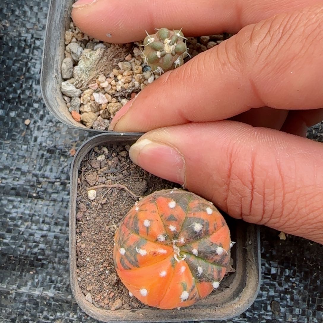 自根惠毛丸+实生球上球兜锦