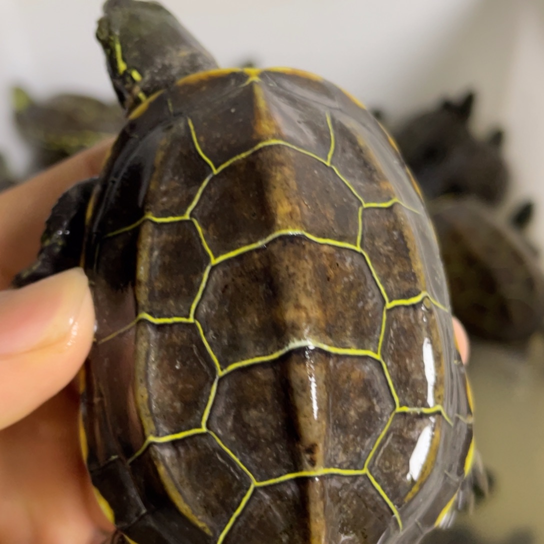 苏北金线冷水草龟