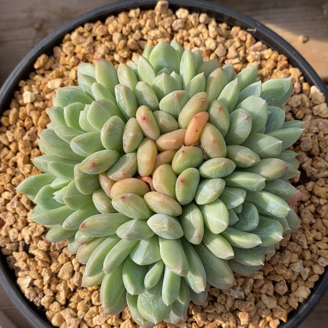 可问主播品种，下滑链接更多品种多肉植物选择