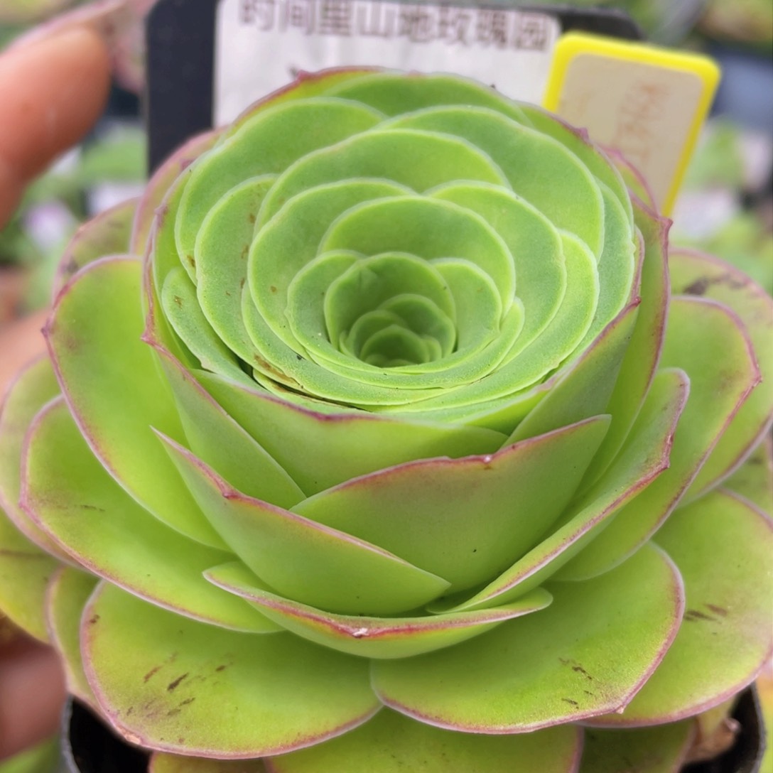 粉红舞鞋一物一拍074