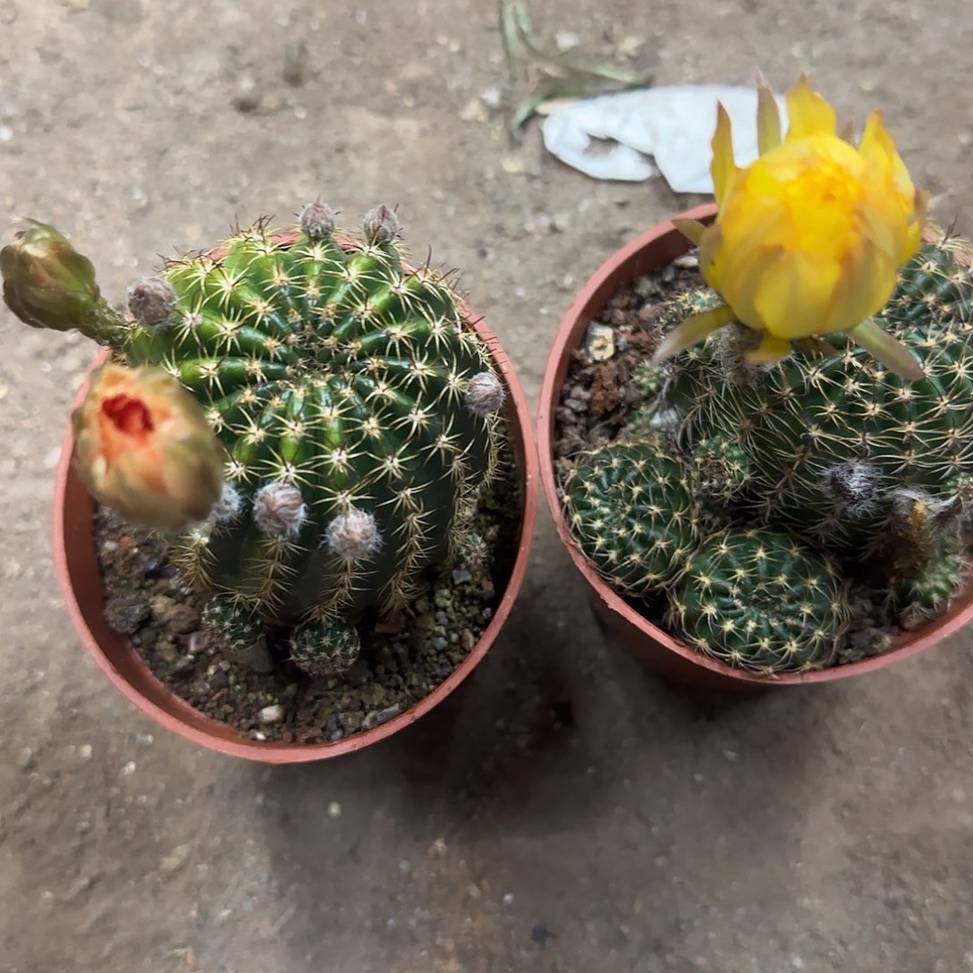 花花花花花花花花花