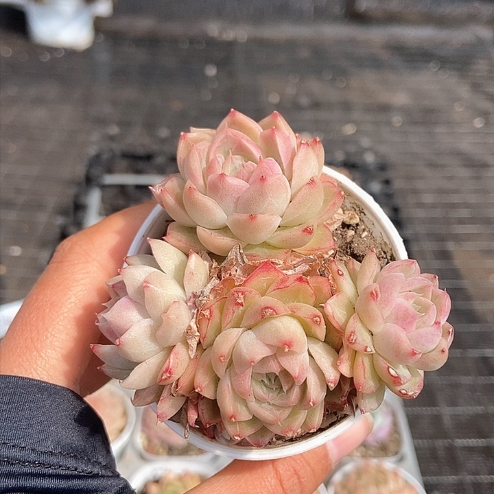 一物一拍满十元包邮发货 249