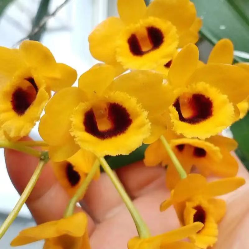 栗斑鼓槌石斛室内盆栽绿植