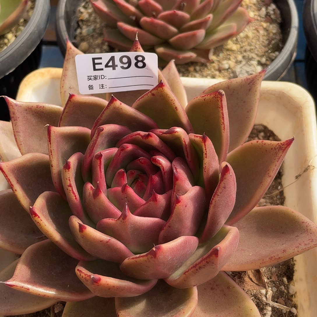 若如东云单拍E498