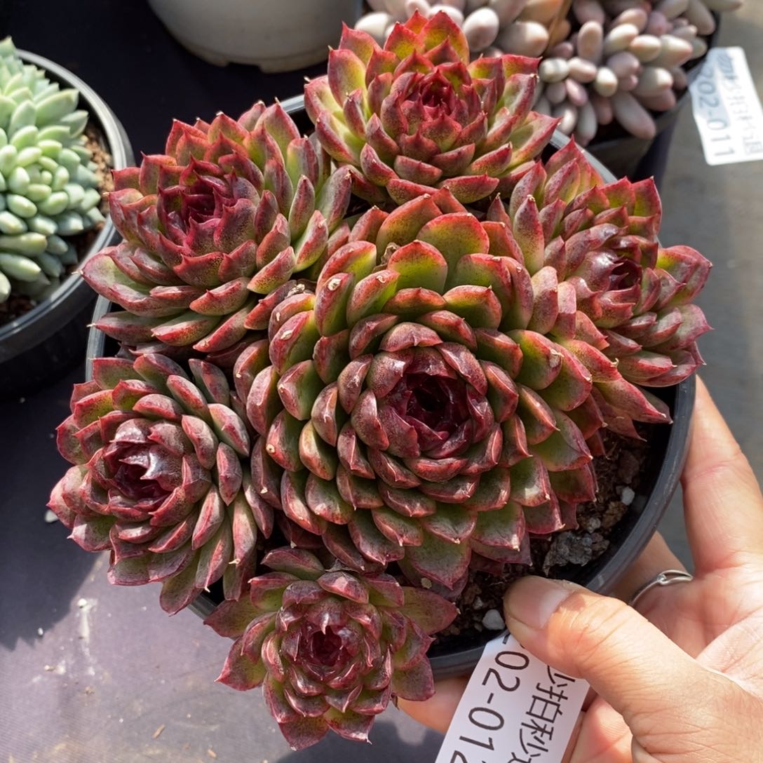 两单包邮1202-12水晶杂