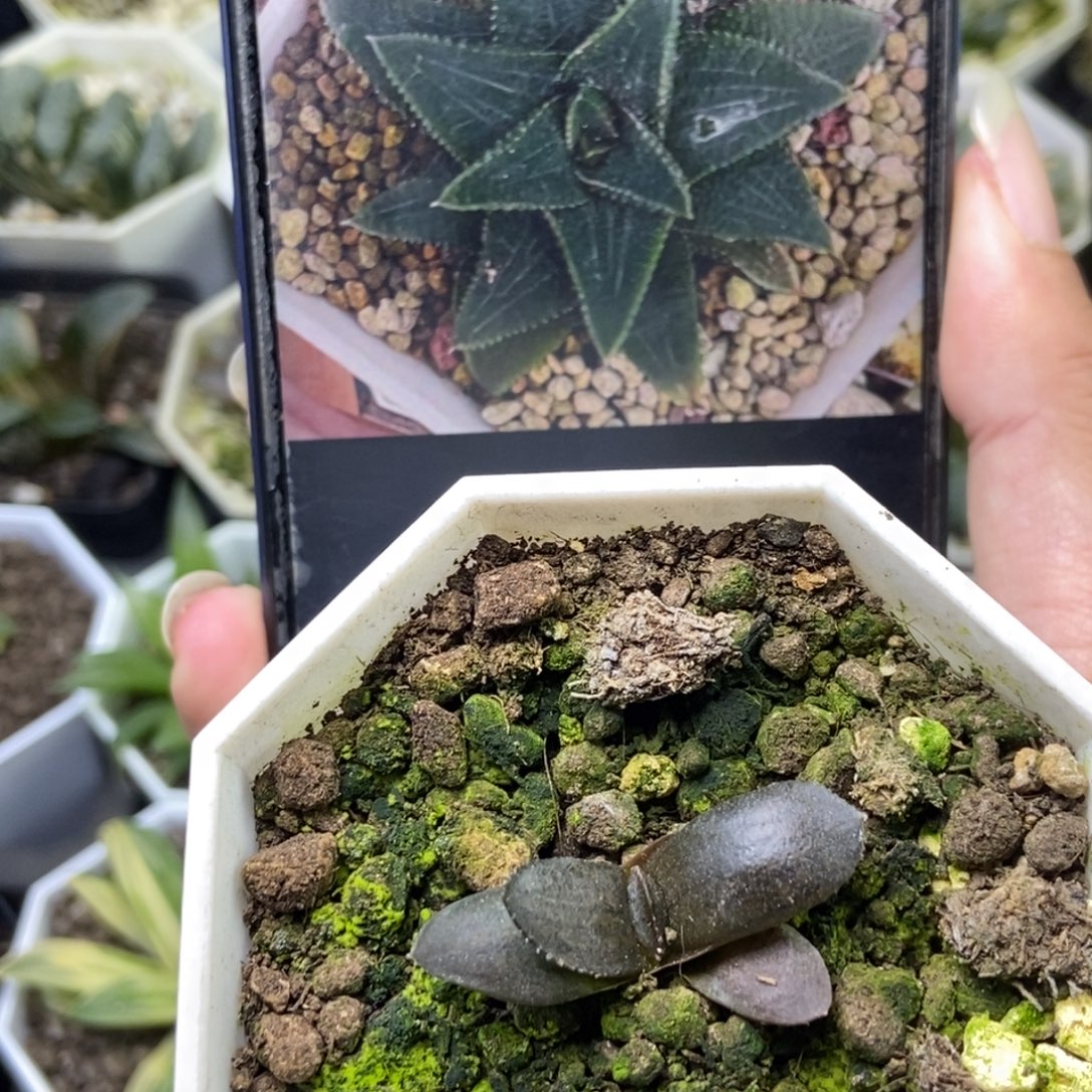 短叶黑王一物一拍
