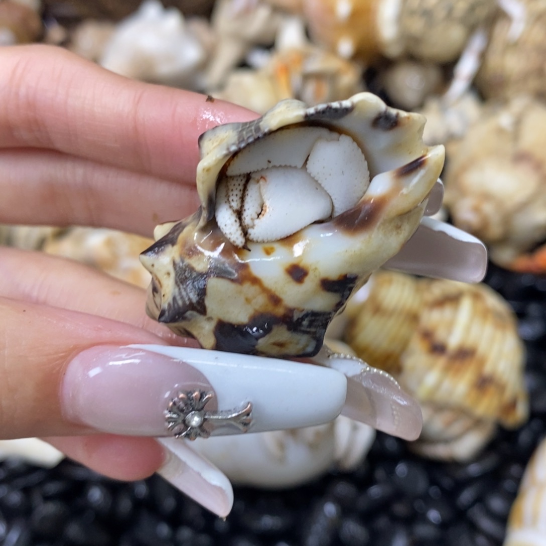 KuKu专拍1.6-1.7口小白草