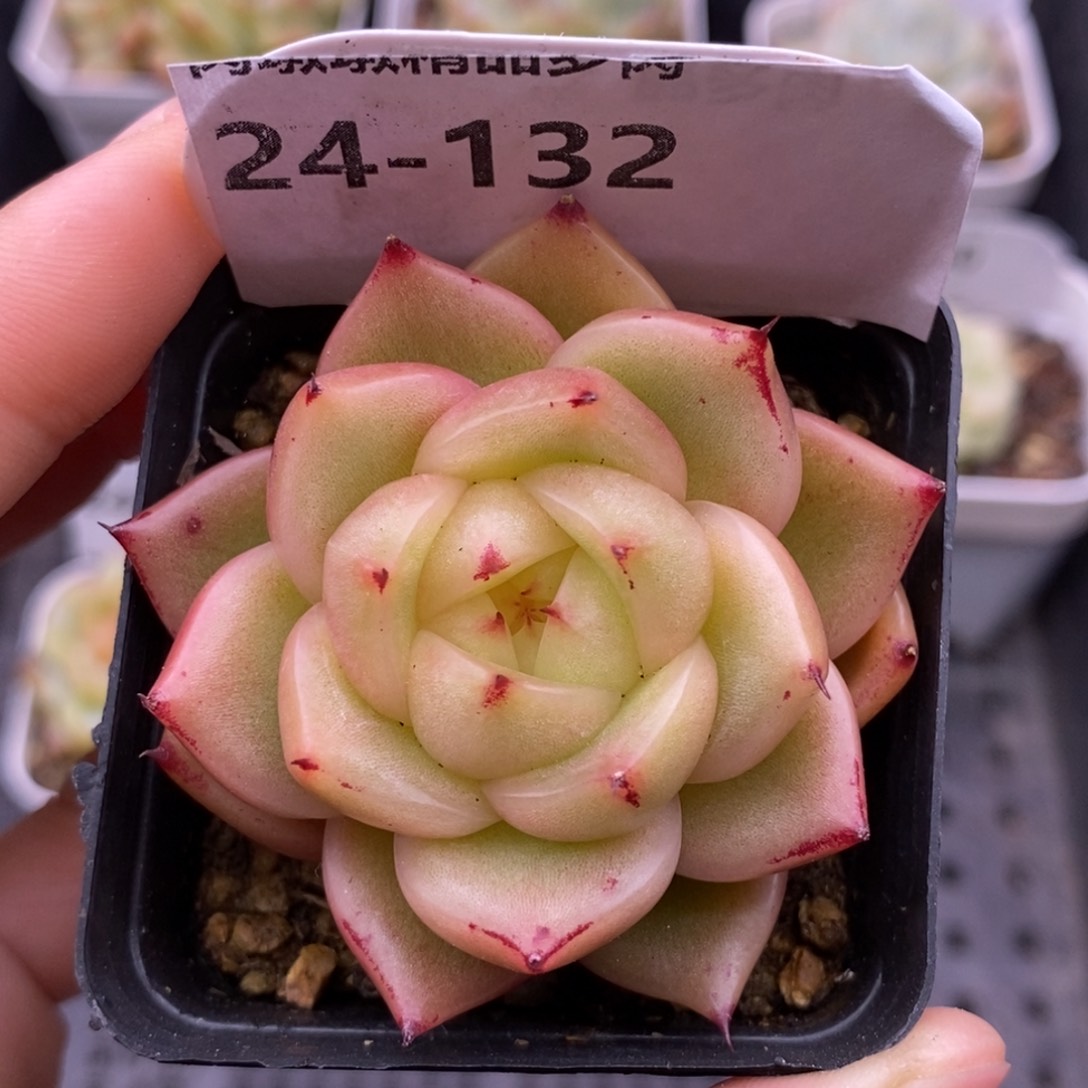 【闪购商品】24-132玉玲珑