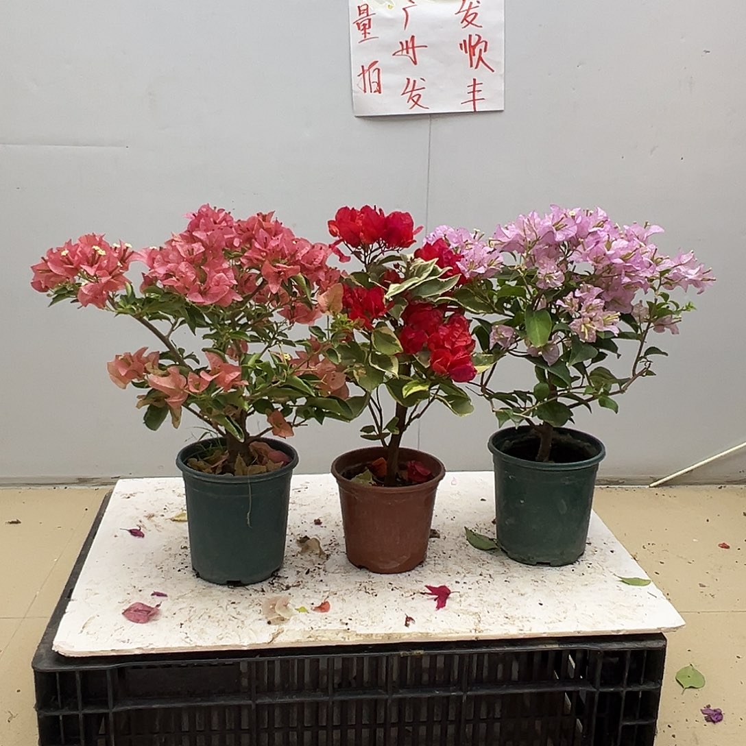 大部分花苞少量开放所罗门，孟加拉红、丽娜组合