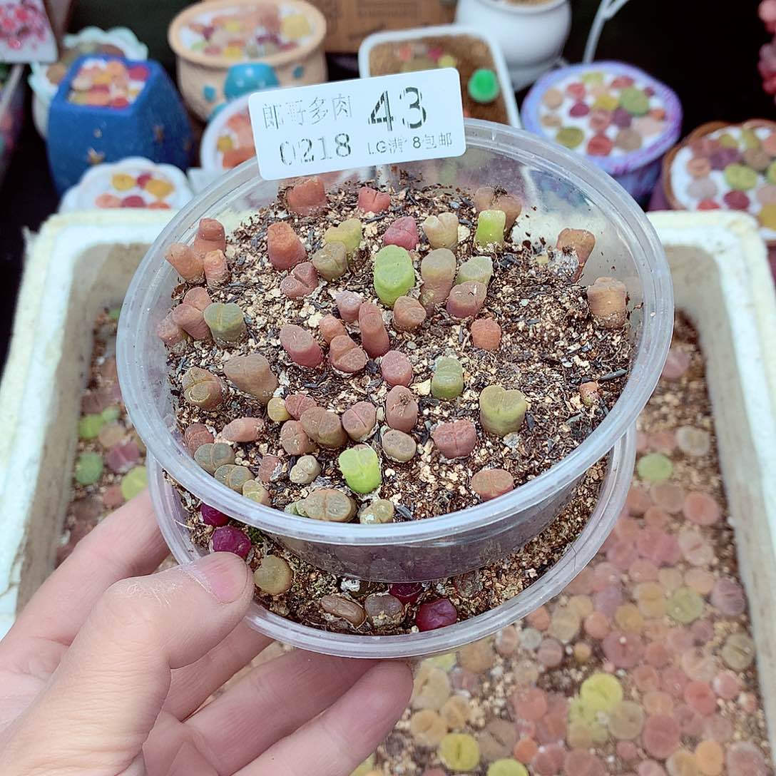 郎哥多肉生石花18-43