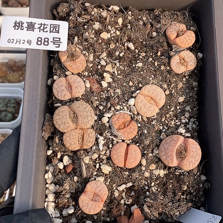 。**袁桃喜花园0203-88拿铁