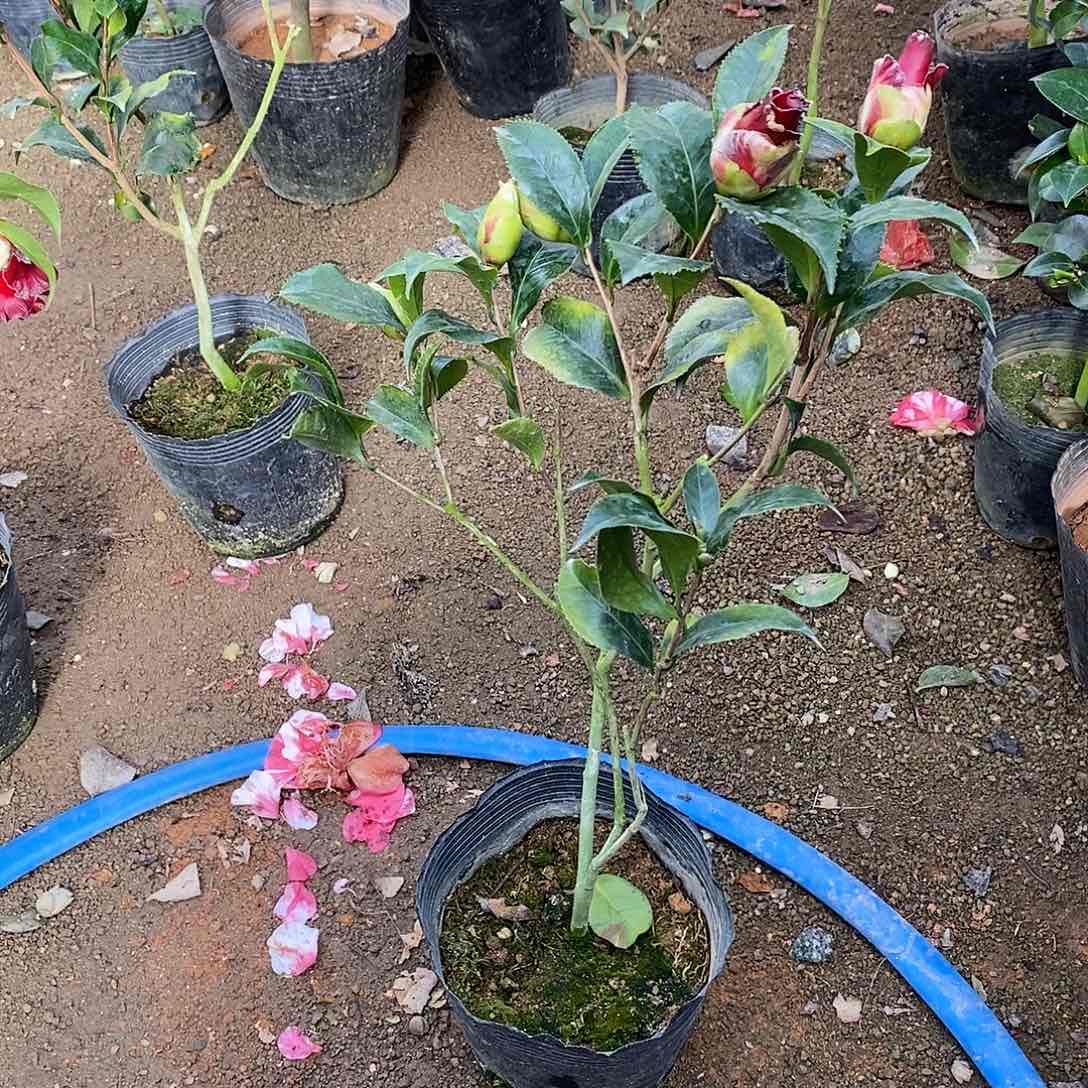 完全开放黑魔法茶花