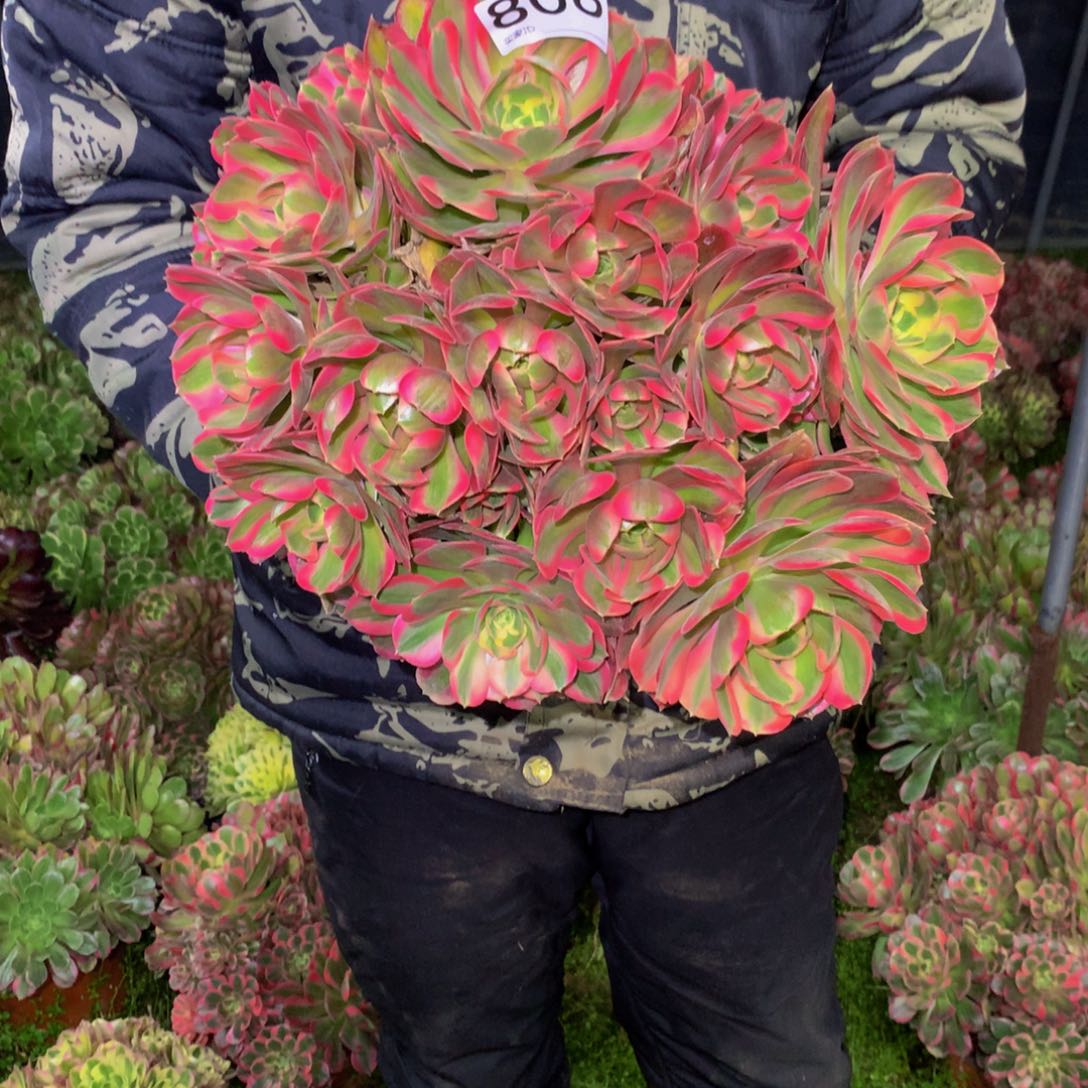 法师多肉植物808