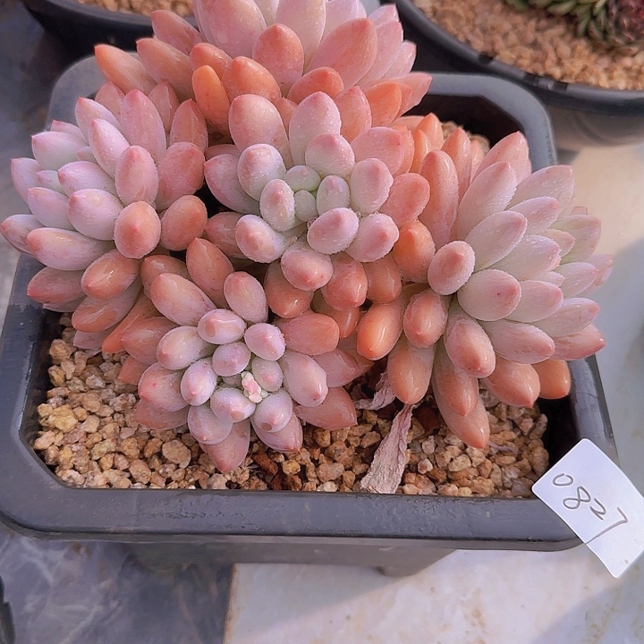 0826所罗门杂交多肉植物