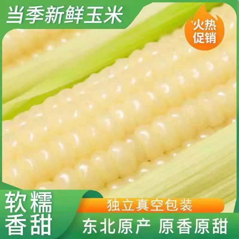 【头茬新货】2025年东北白糯玉米新鲜黏糯低脂代餐粗粮早餐