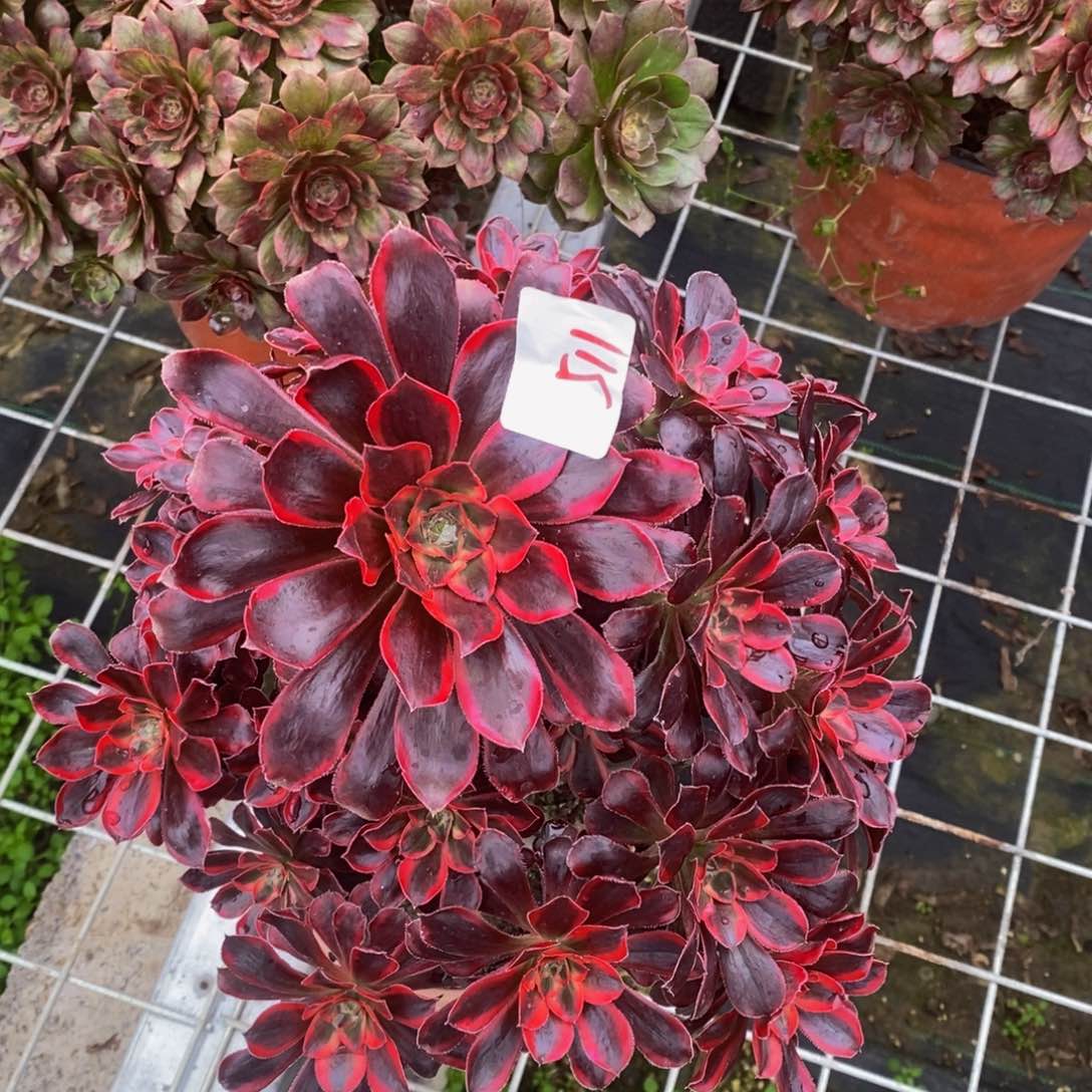 511多肉法师植物丽娜