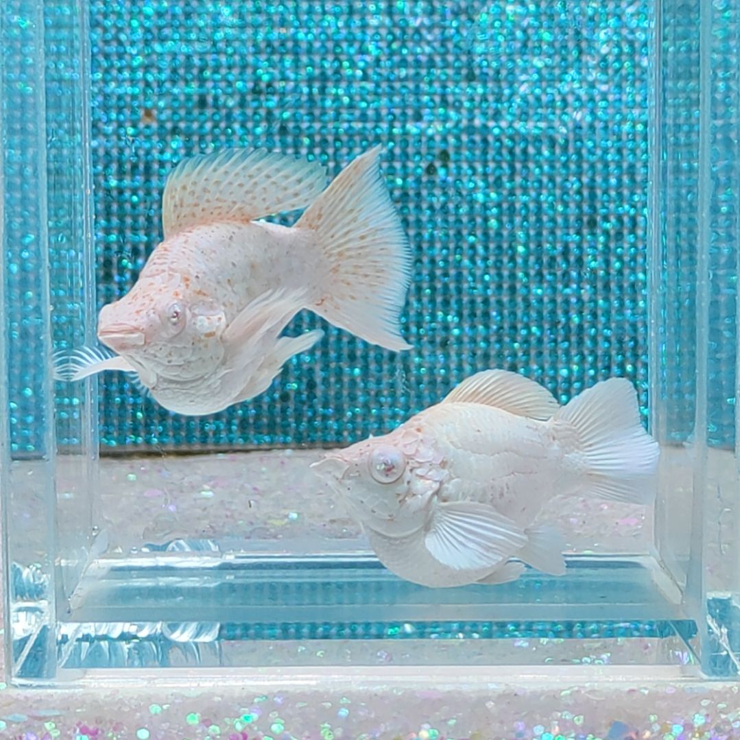 孔雀鱼粉钻玛丽球