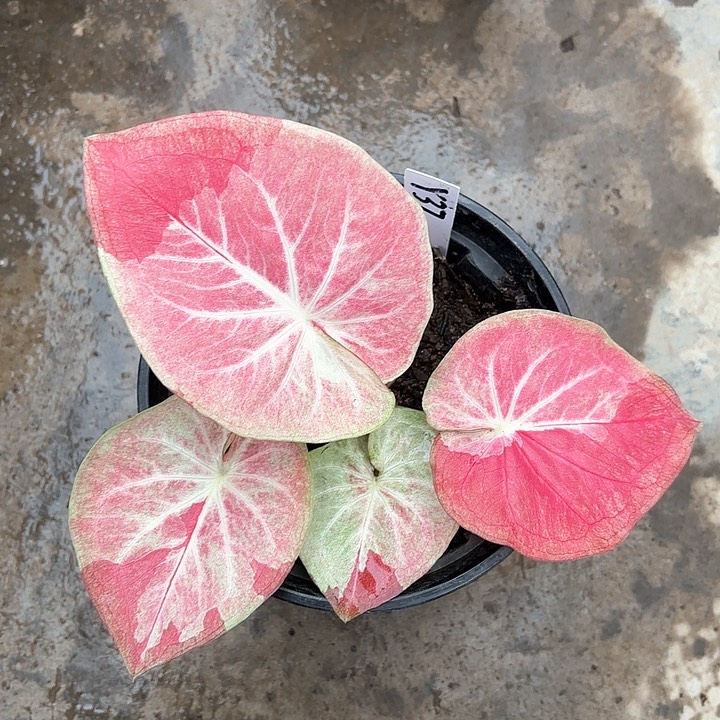 37-0207天堂莲花彩叶芋广东现货