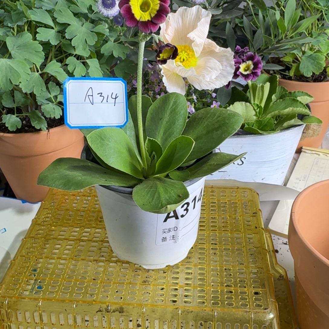 一物一拍    耳叶A314