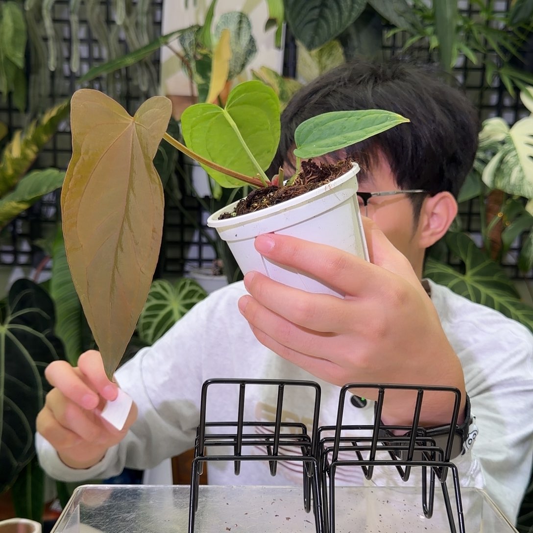 完全开放I33 蝠鲼杂平克力