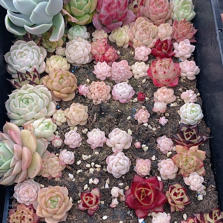 178 多肉植物盆栽花卉盆栽