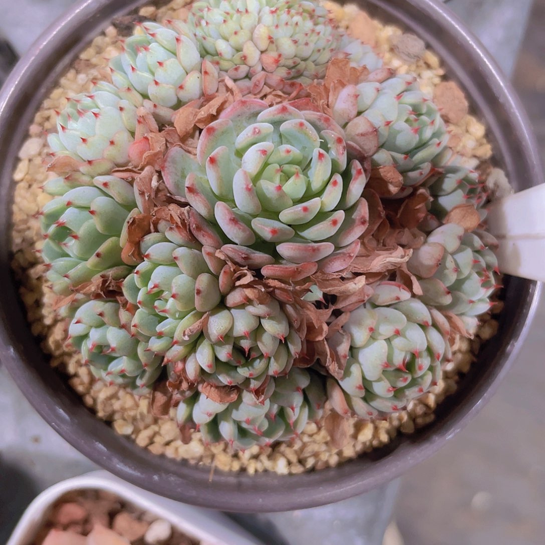 小红衣手捧加缀化e032一物一拍